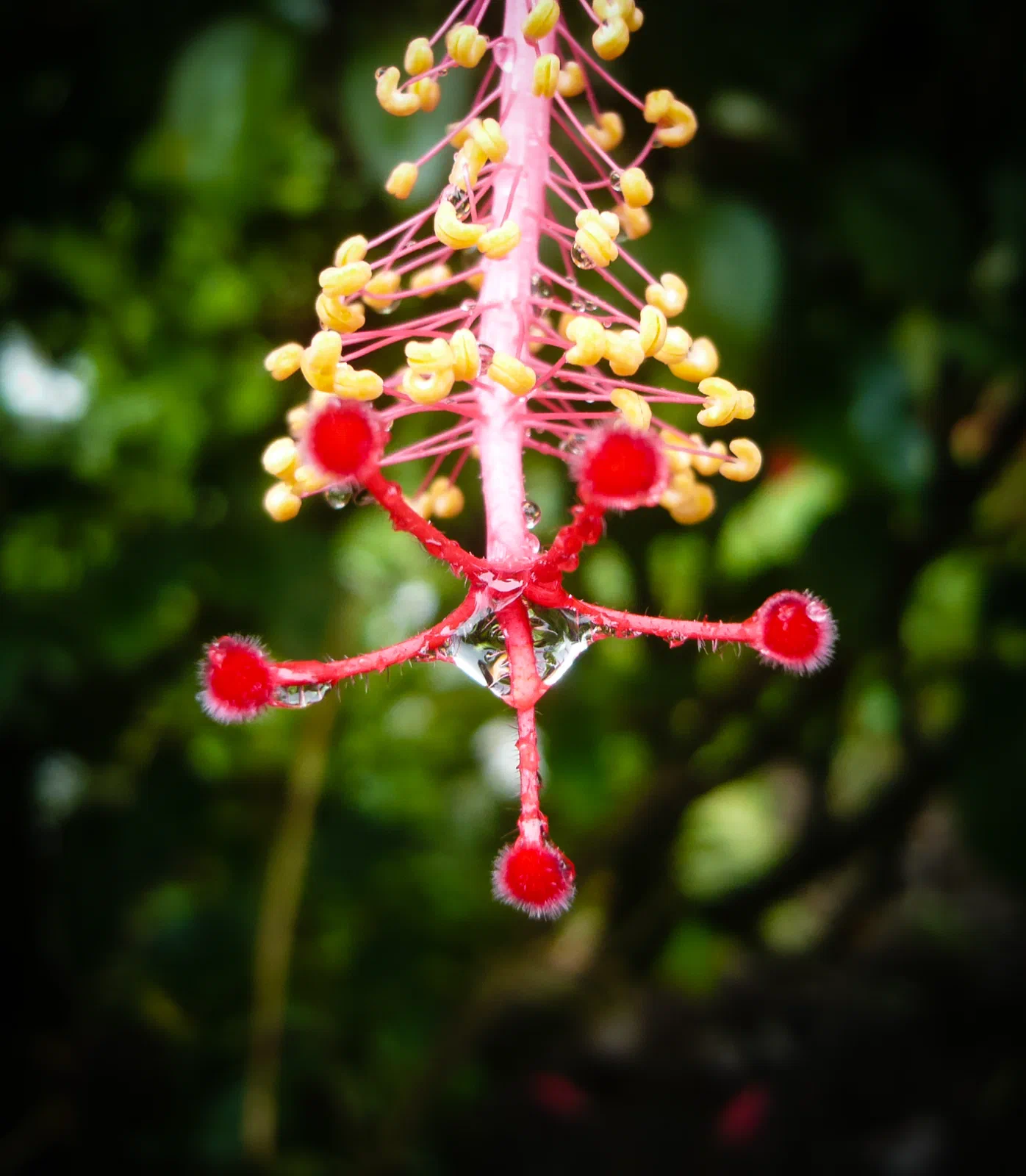 Hibiscus Dew