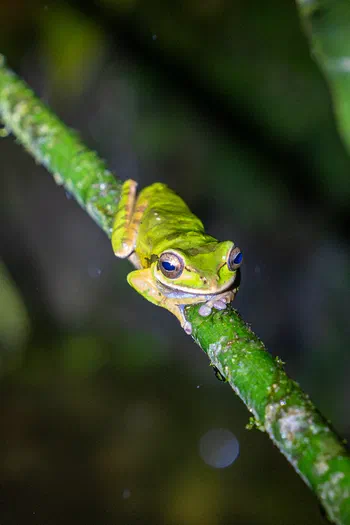 Masked tree frog Masked tree frog