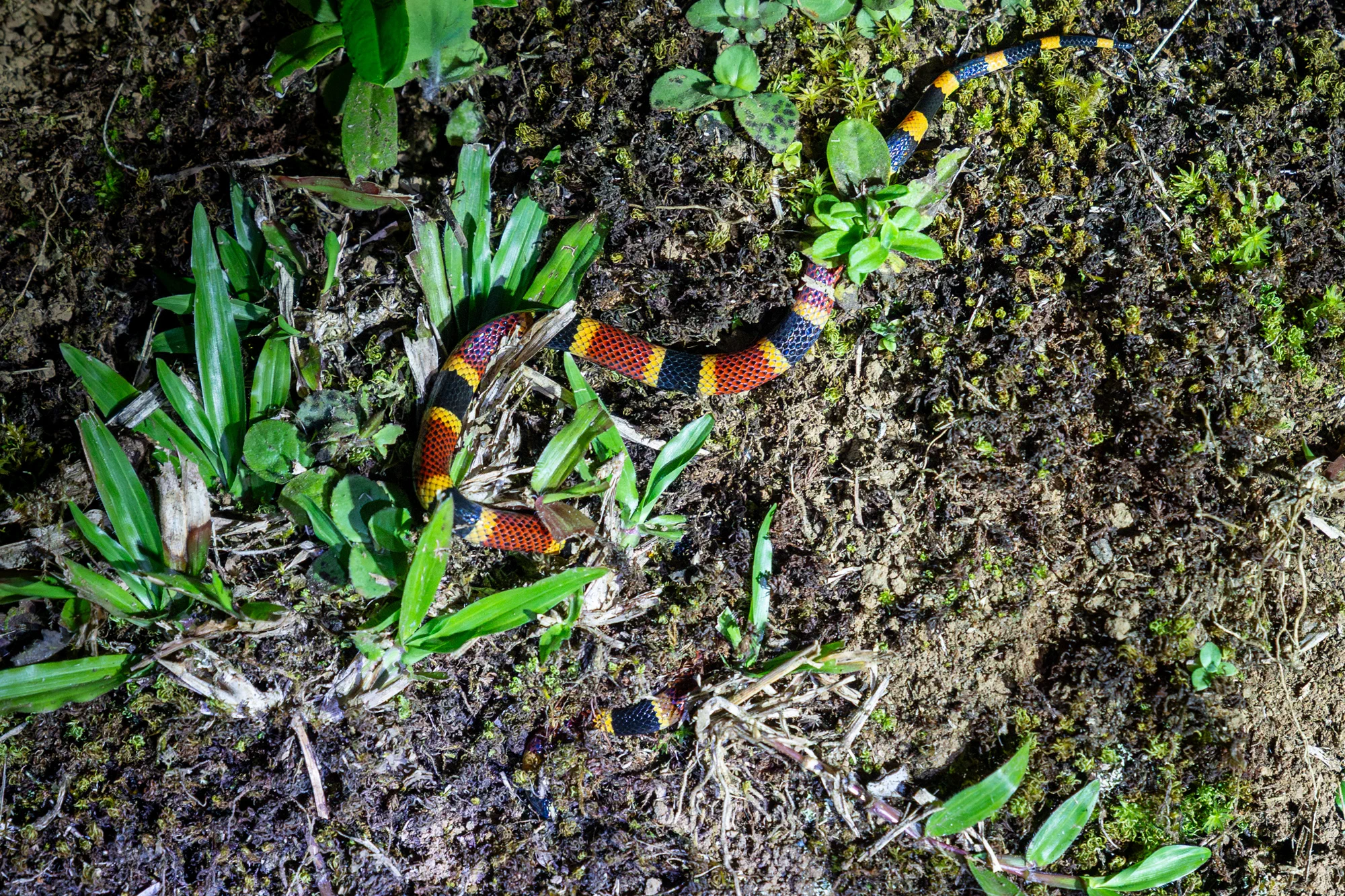 Coral Snake