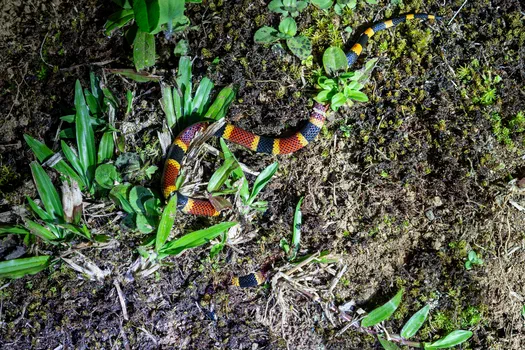 Coral Snake Coral Snake