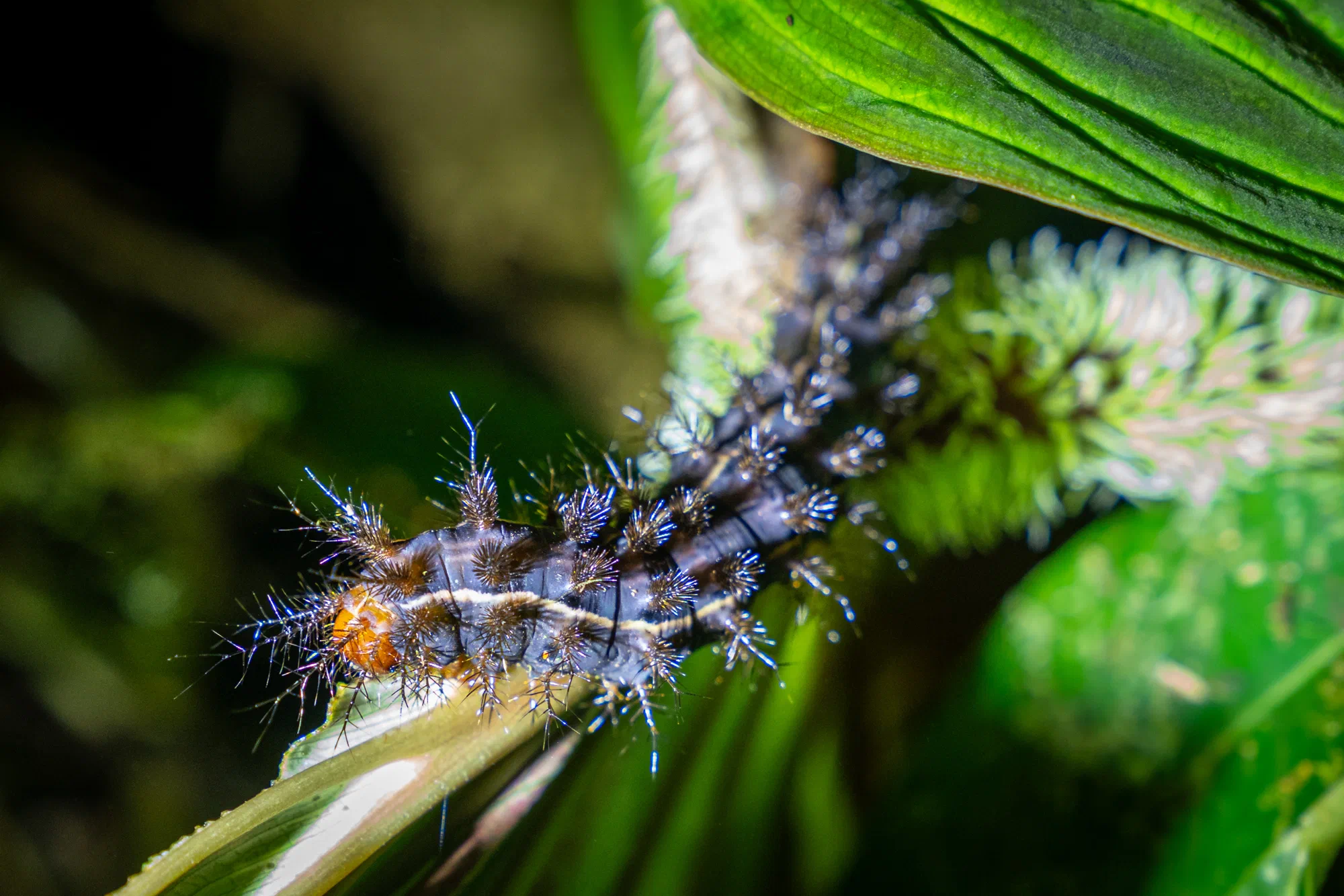 Assassin Caterpillar