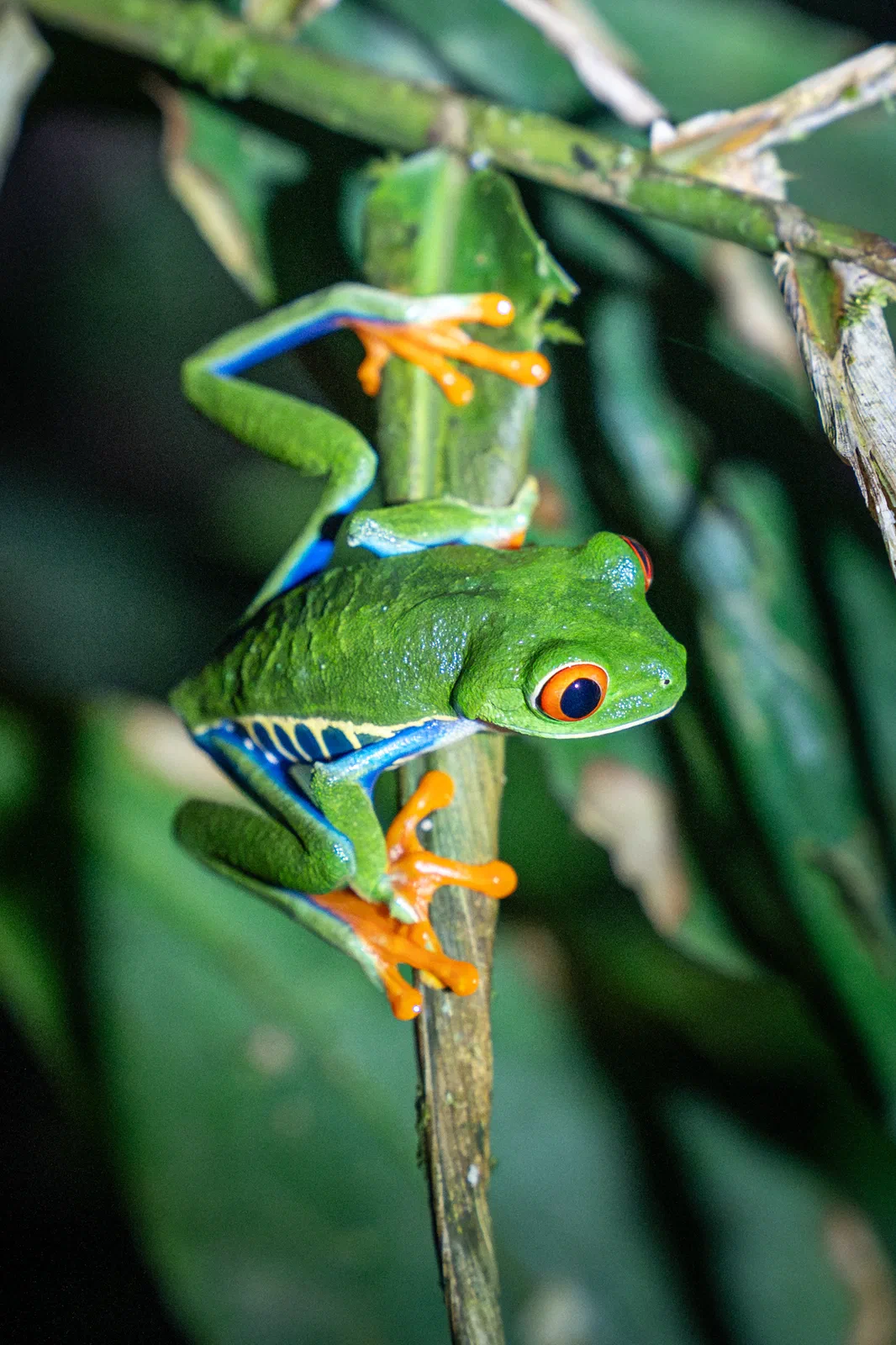 Red-eyed tree frog