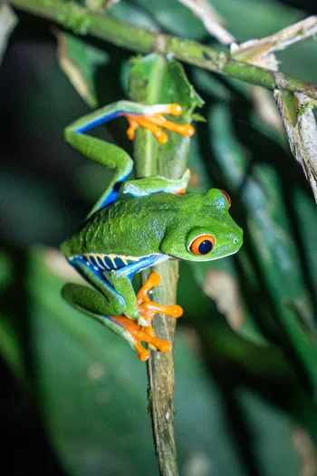 Red-eyed tree frog Red-eyed tree frog