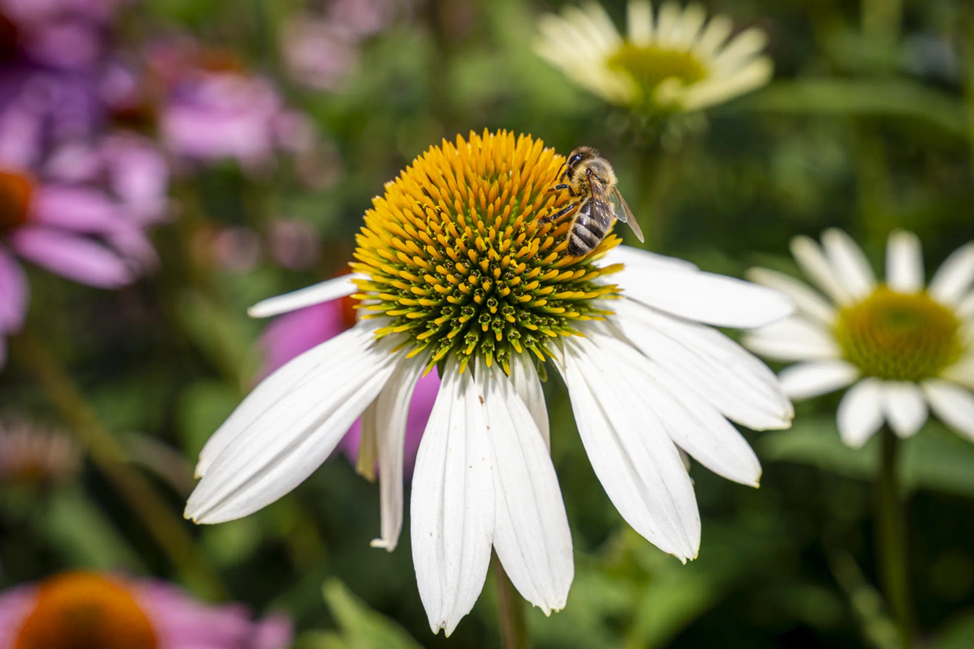 Bee on a White Swan