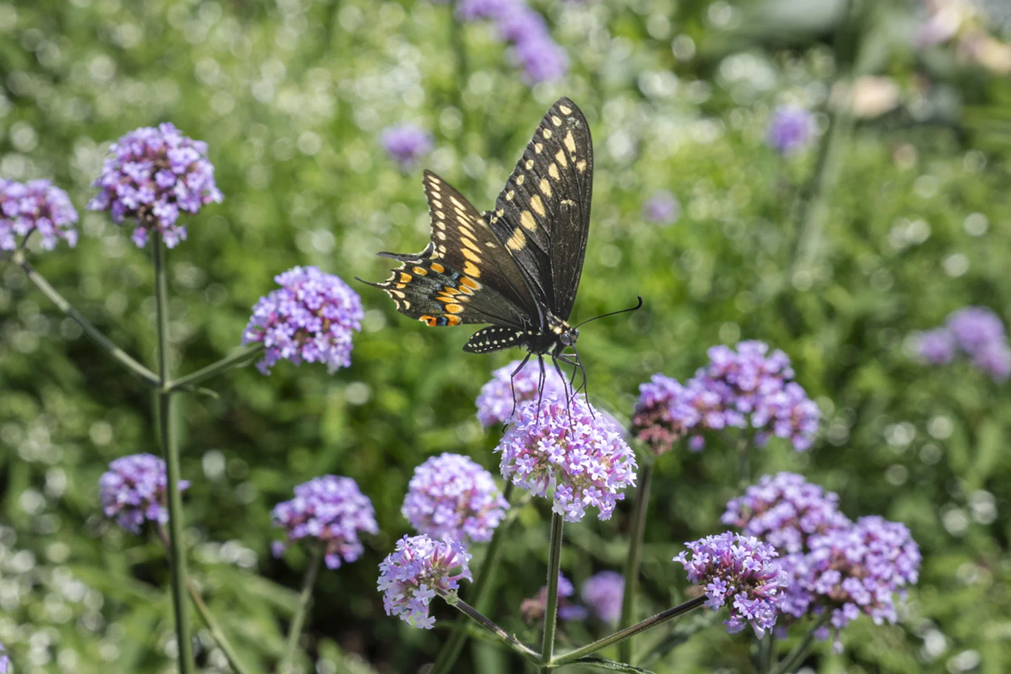Eastern Black Swallowtail
