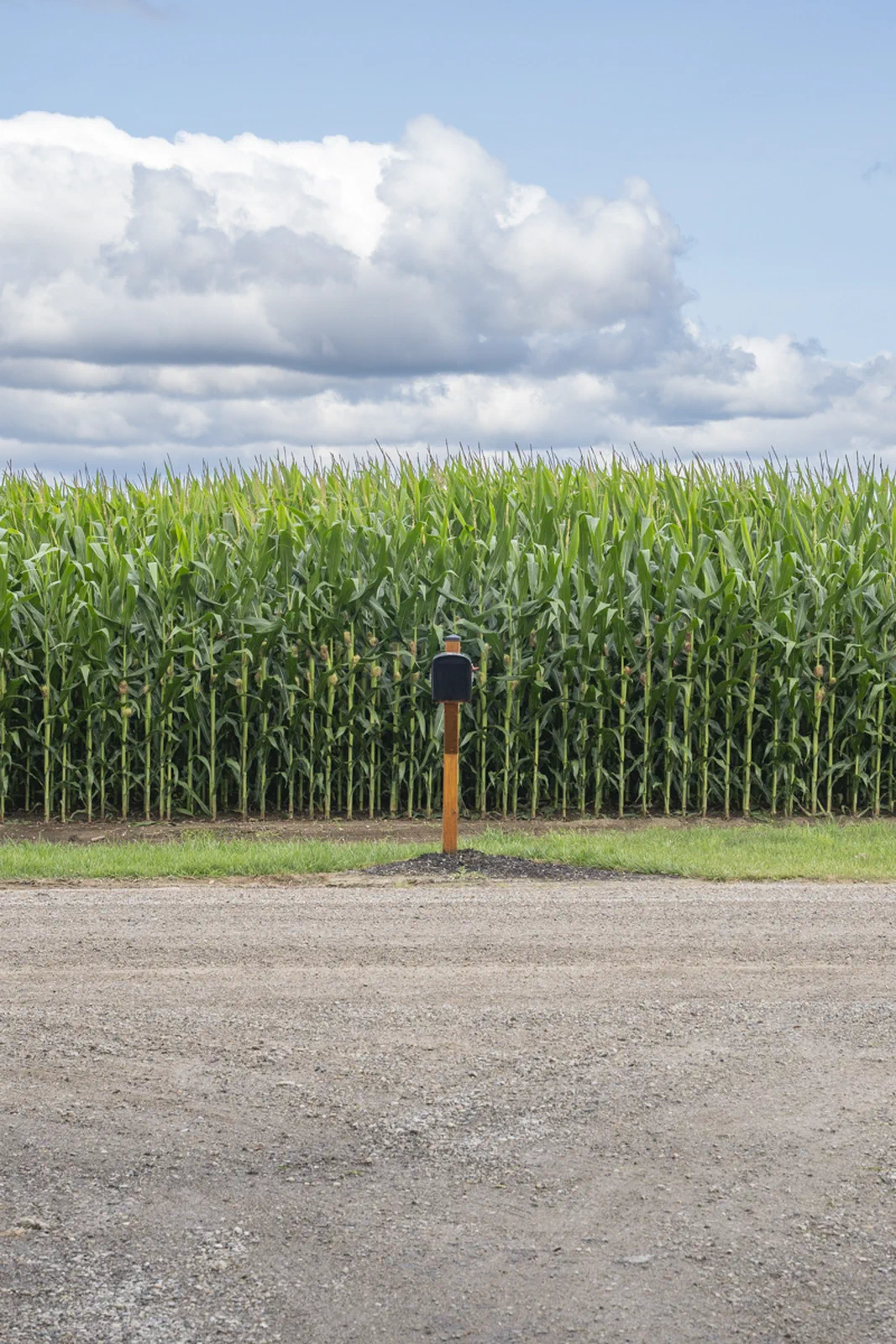 Field of corn at the end of a driveway