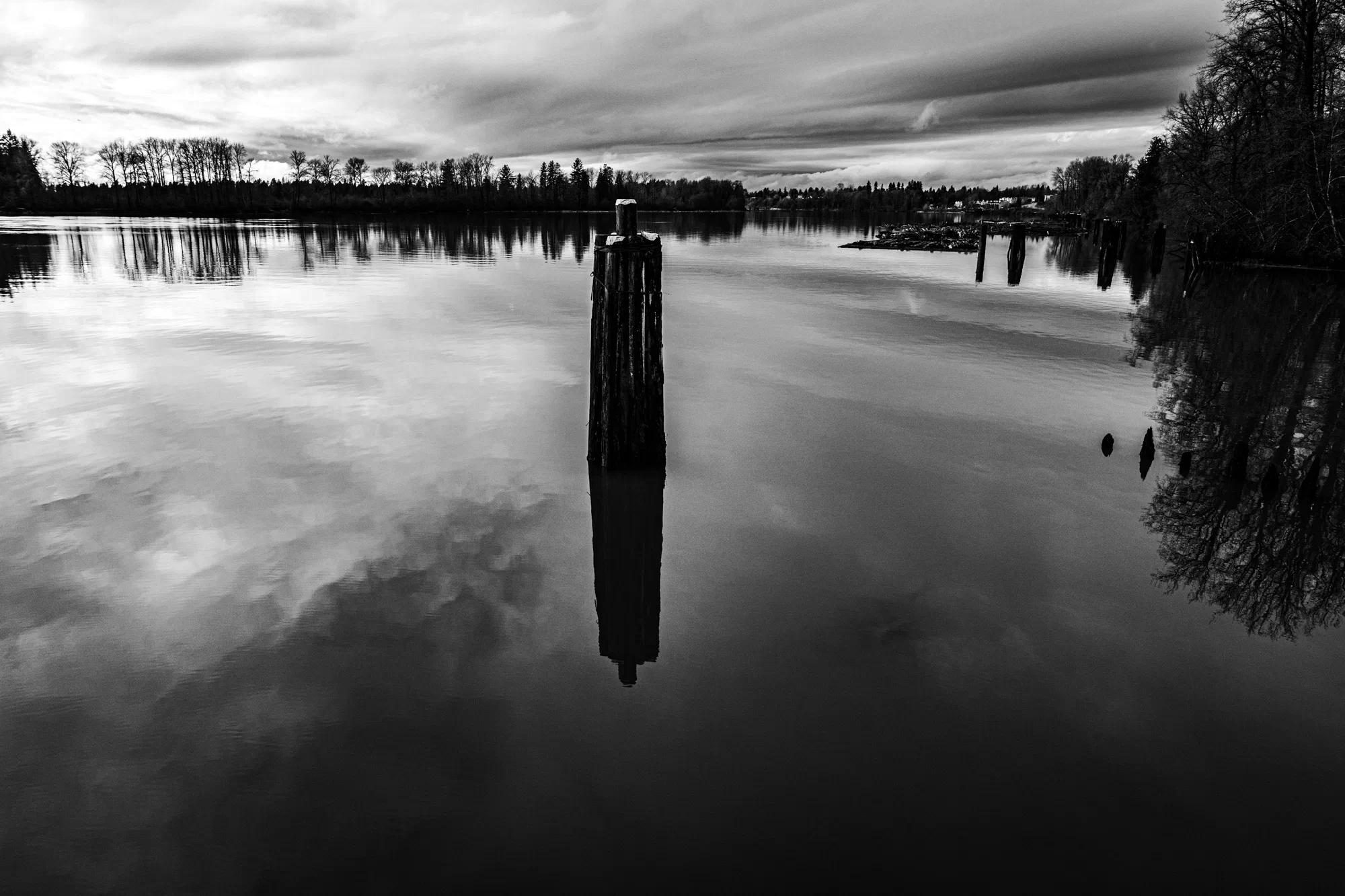 Log piles on the Fraser River at Haney