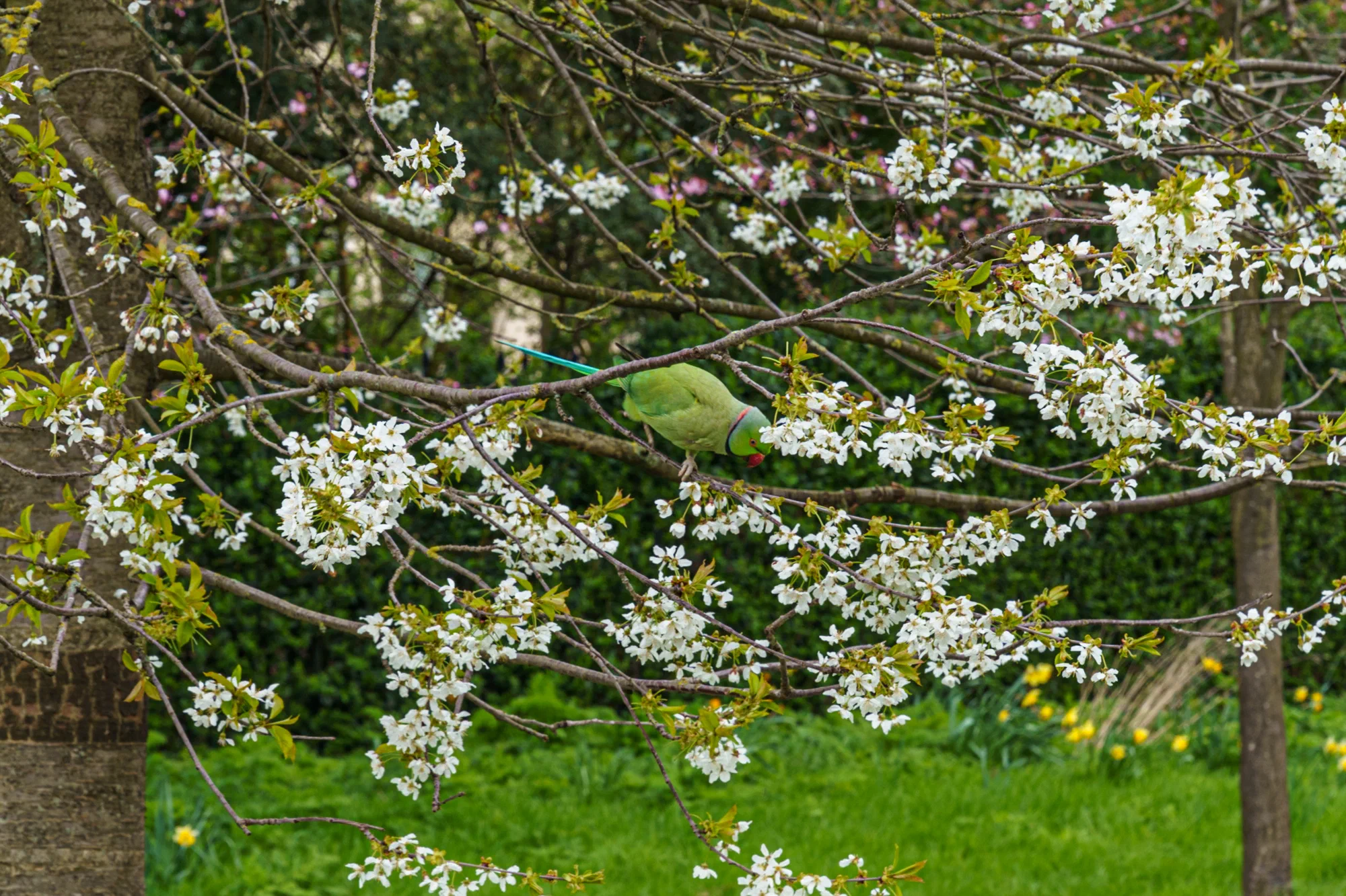 Feral Parrot