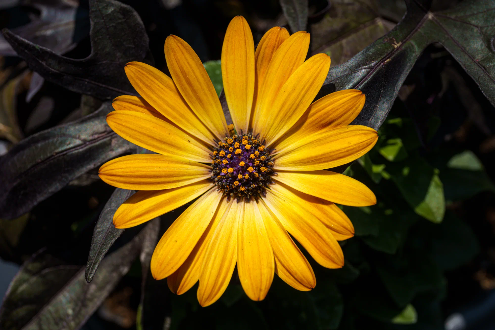 Yellow, Purple, and Black