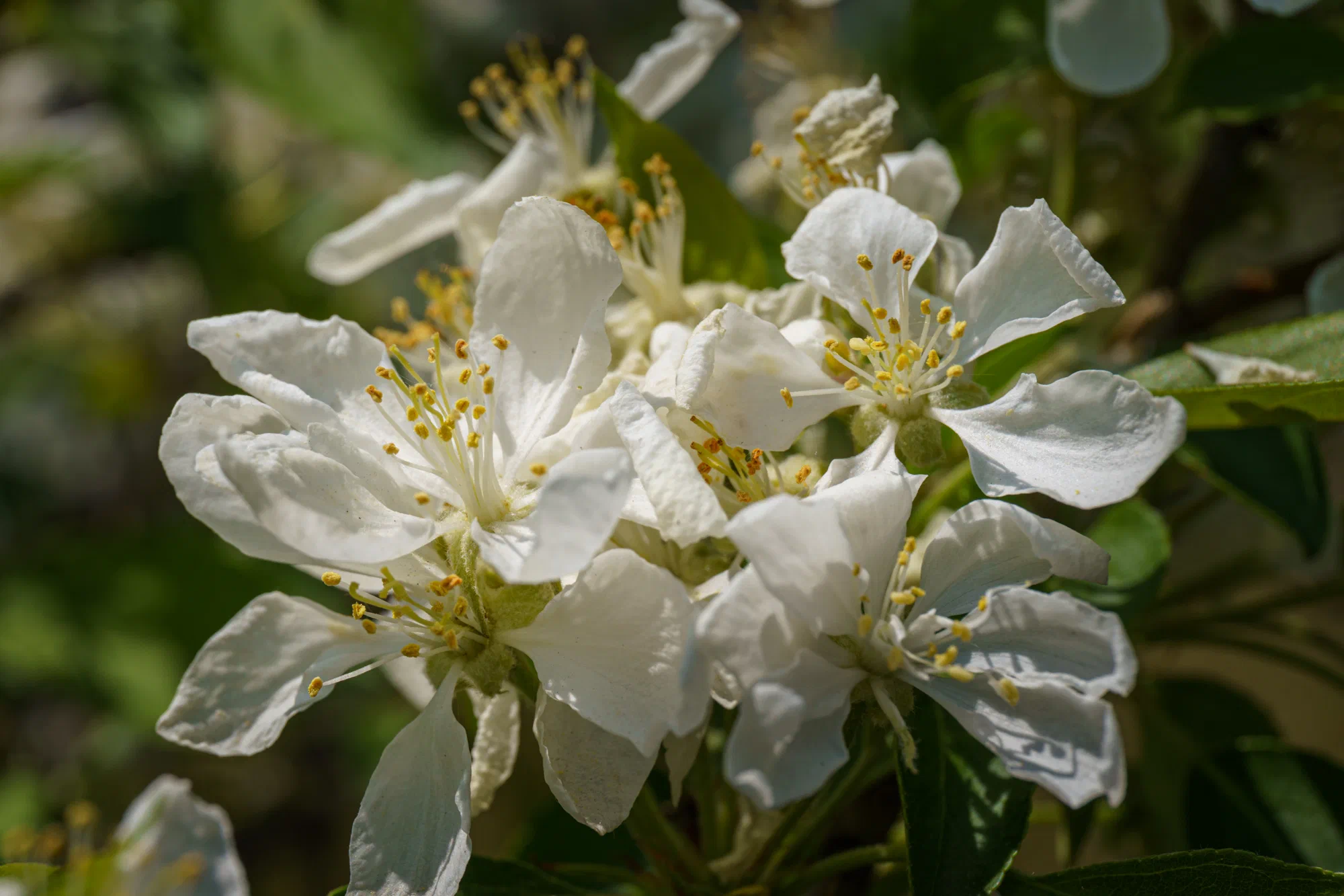 Apple Tree Flower