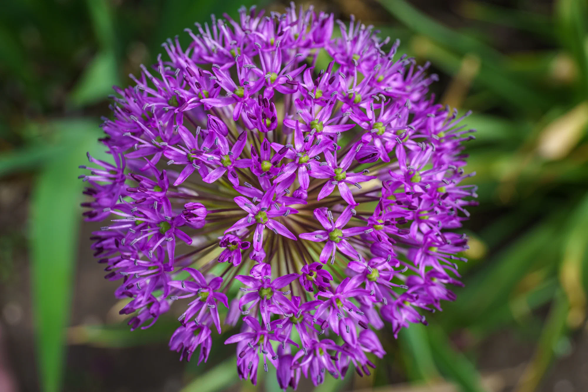 Allium hollandicum