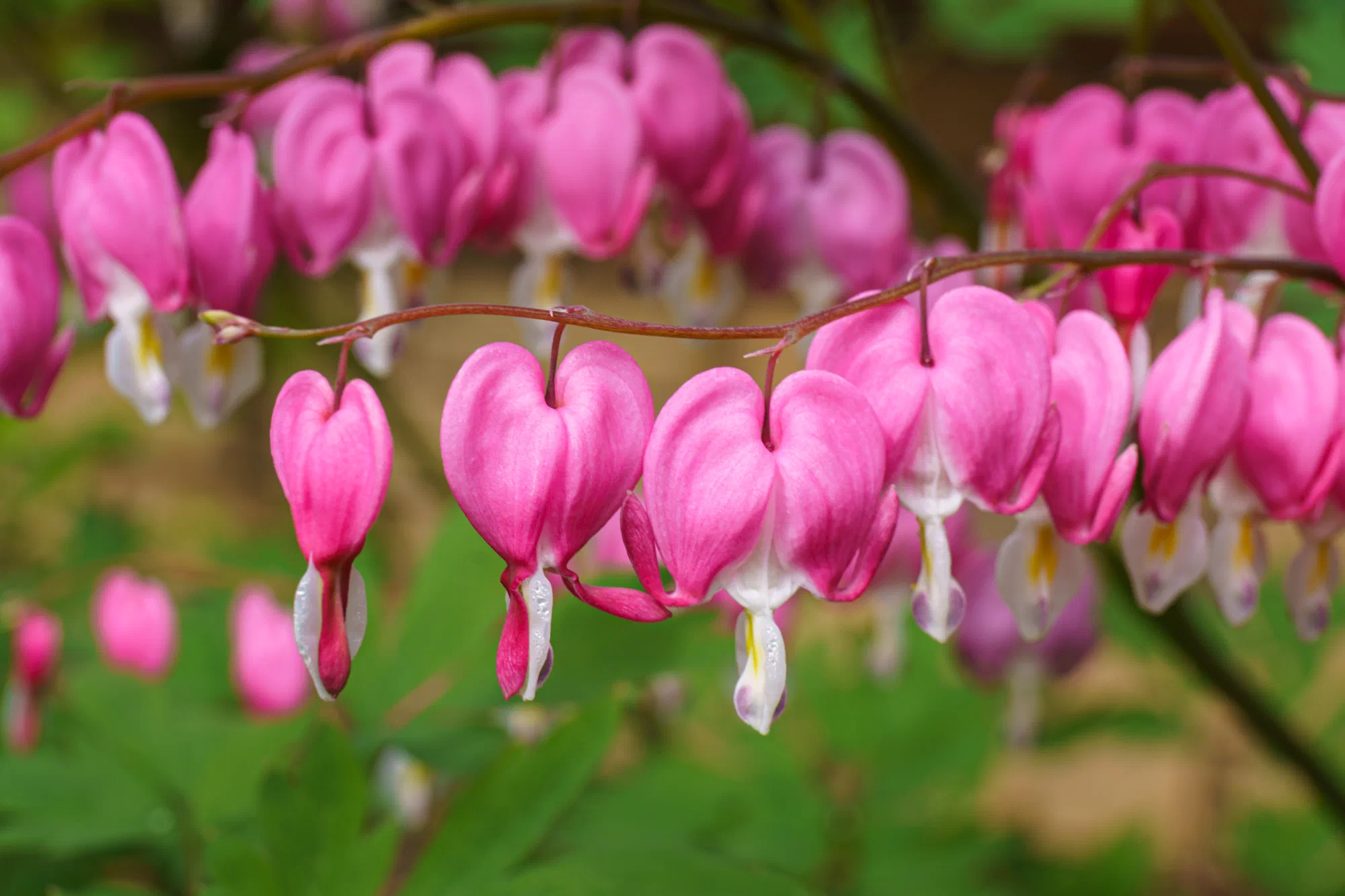 Bleeding Heart