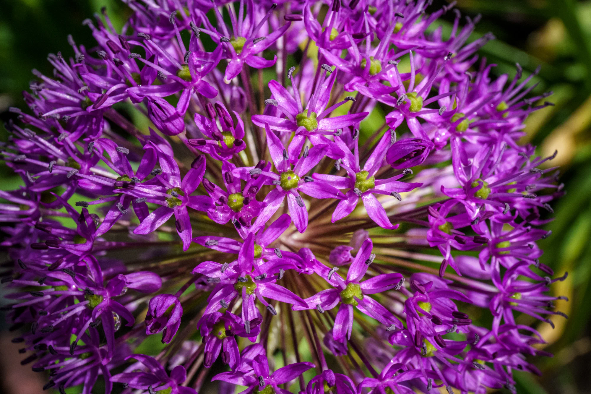 Dutch Garlic Closeup