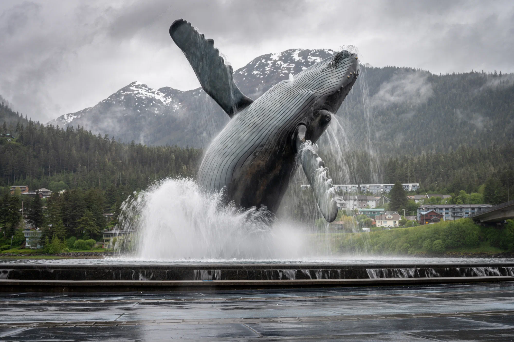 The Whale Project