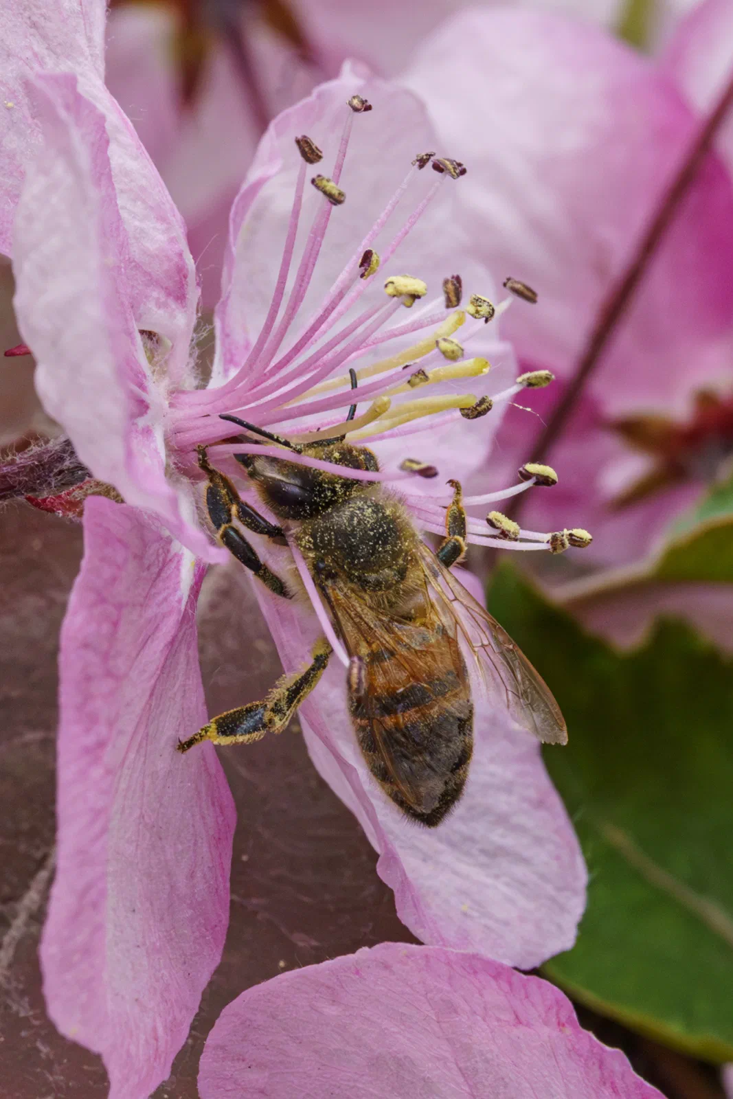 Bee on cherry blossom