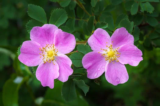 Wild Roses