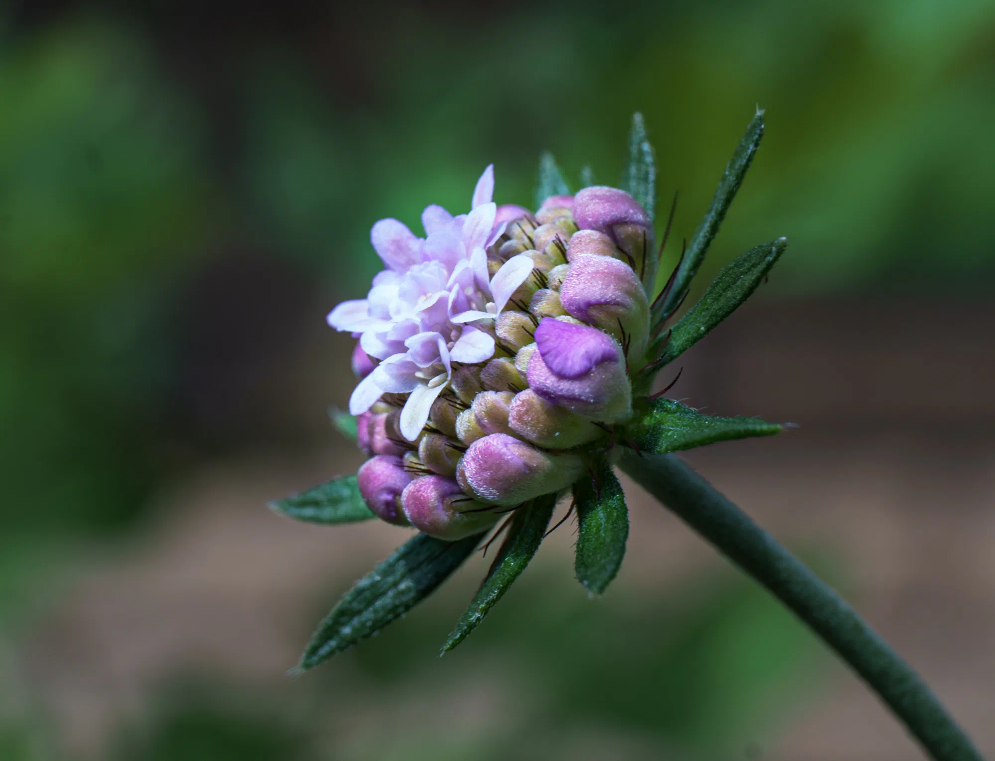 Blooming Scabious Butterfly Blue