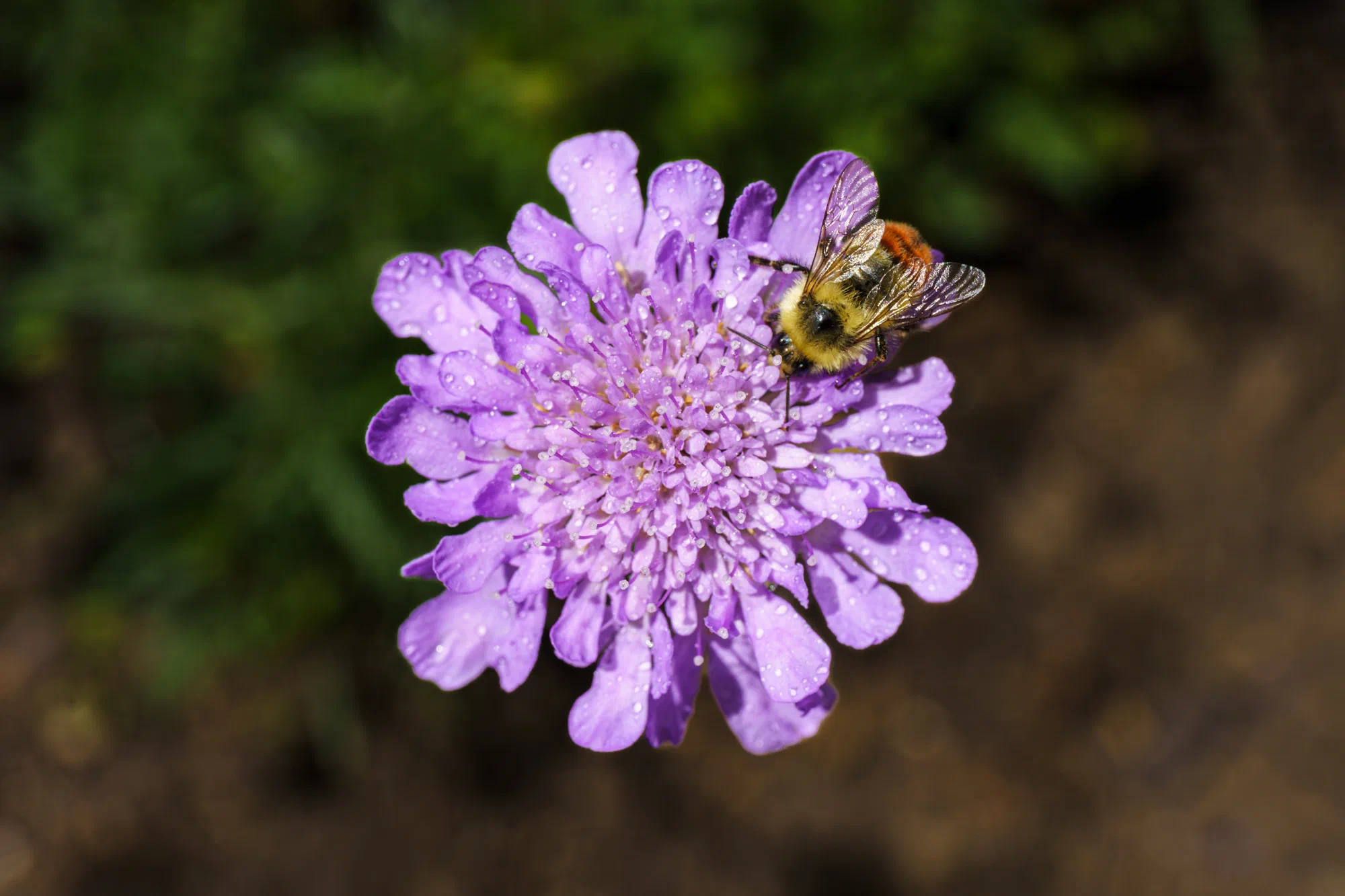 Bee on Butterfly Blue