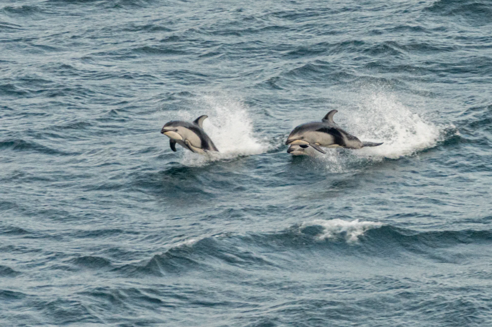 Pacific White-Sided Dolphins