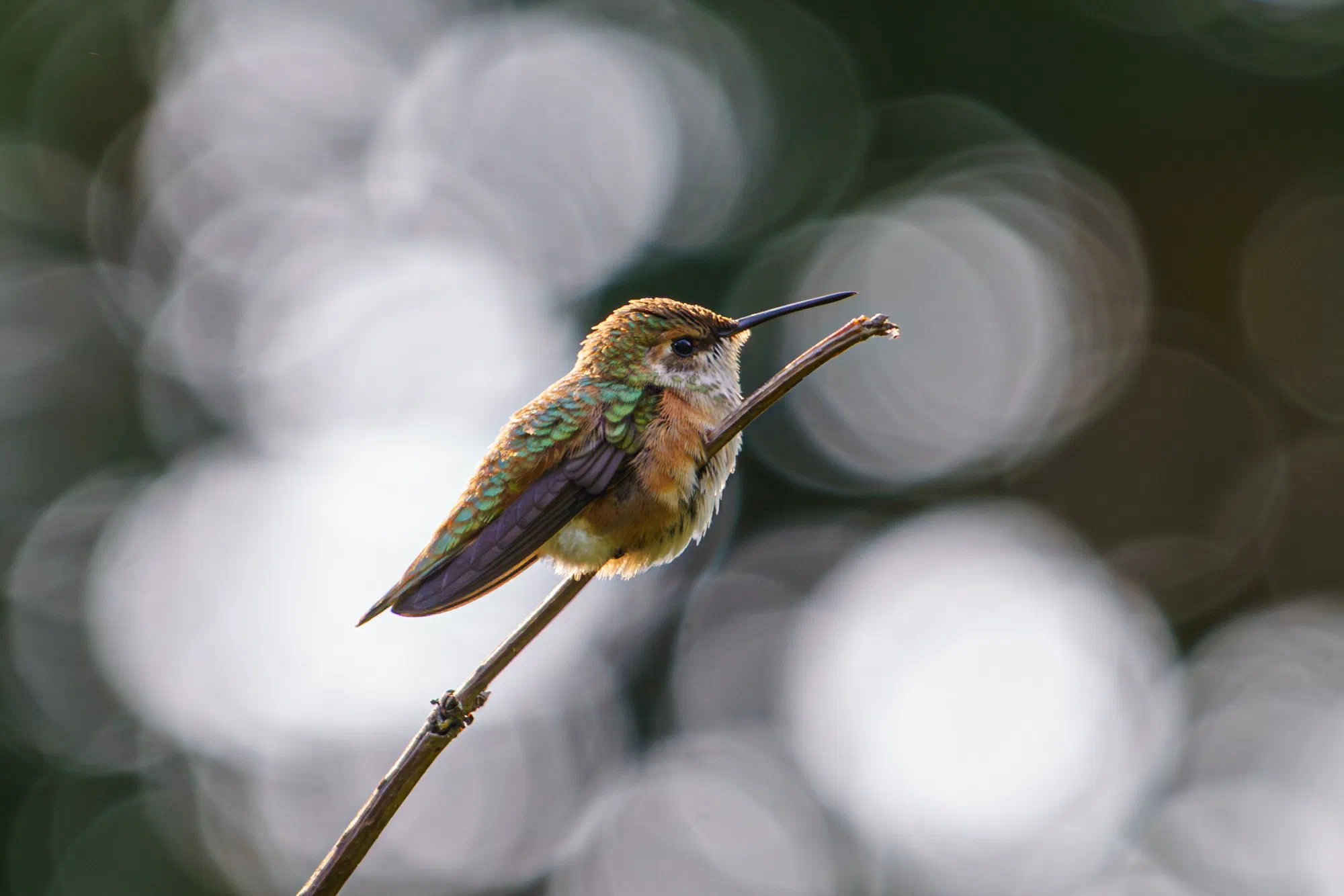Taking a rest from humming