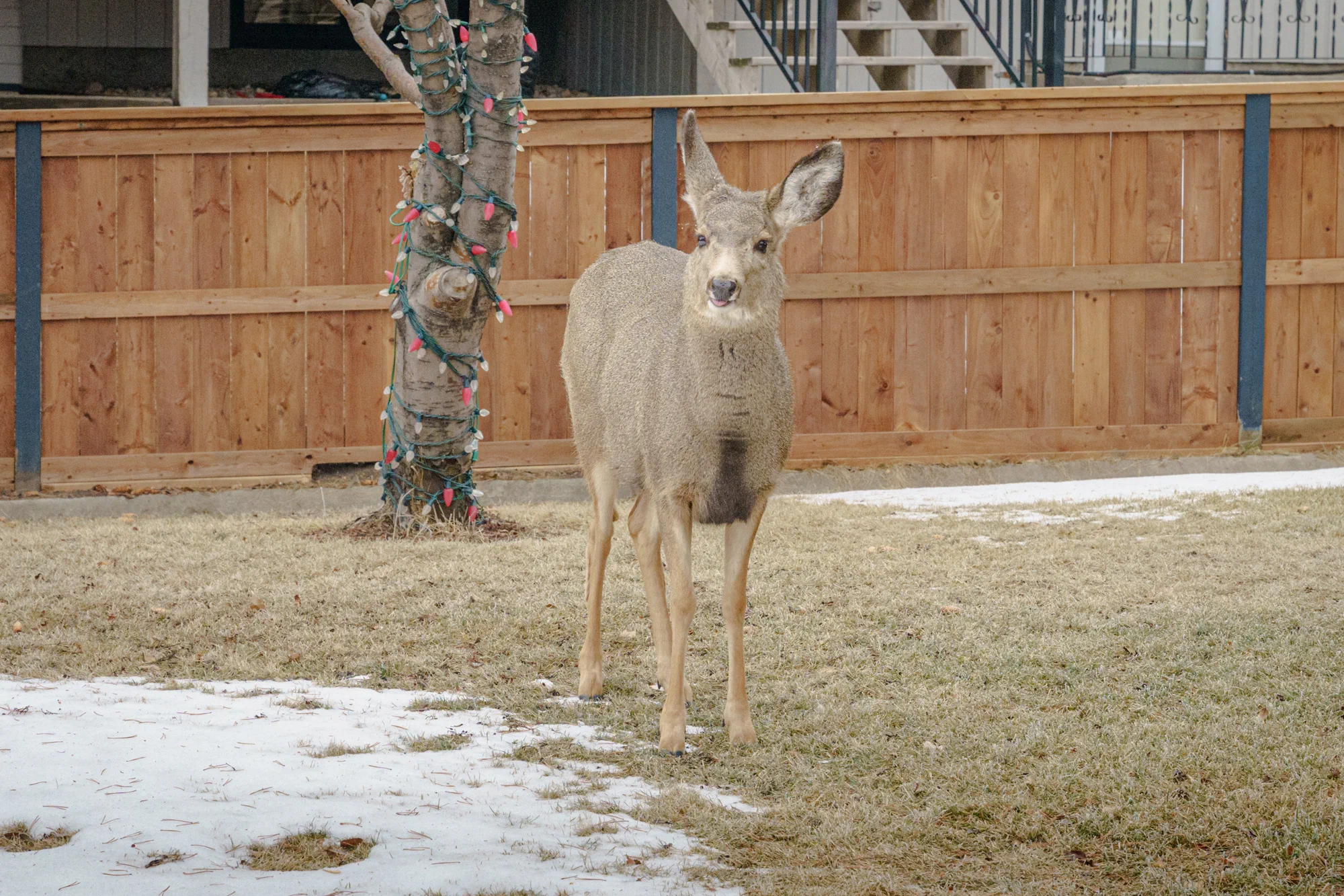 Raspberry Deer