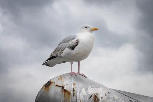 Seagull Seagull