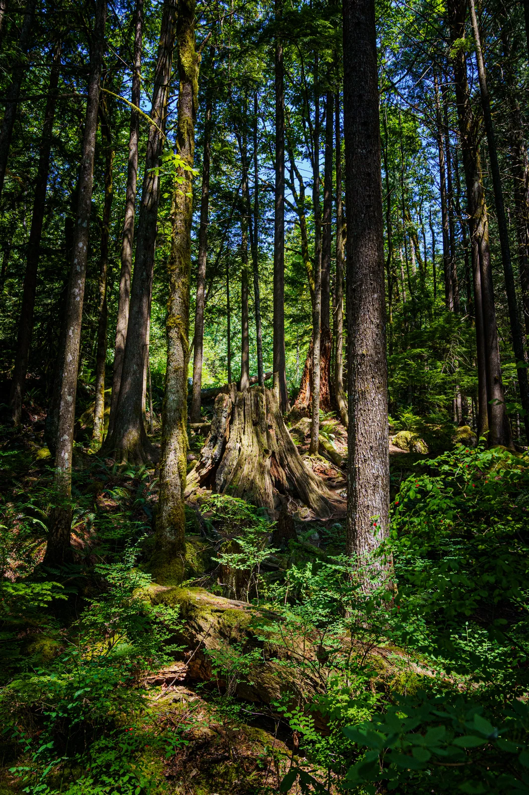 A Stump to the Falls