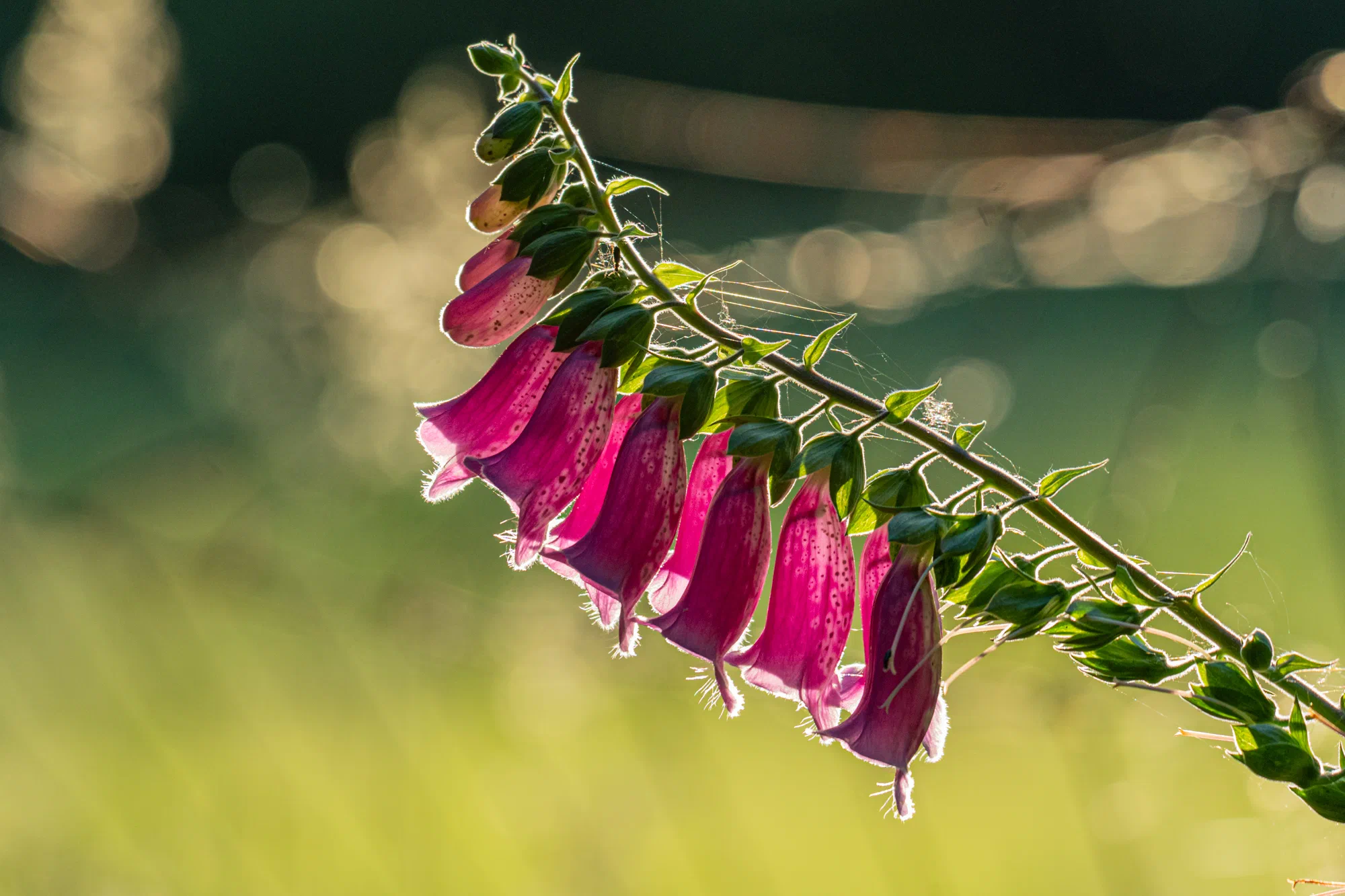 Foxglove at sunset
