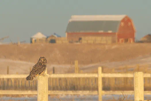 Short-eared Owl Short-eared Owl