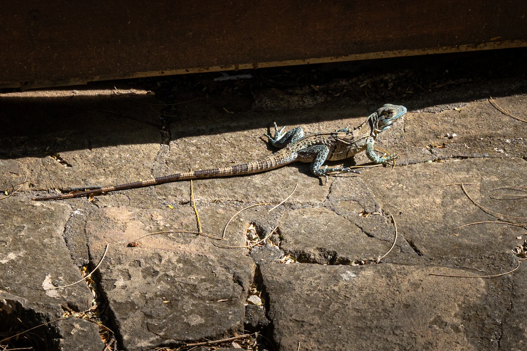 Juvenile black spiny-tailed iguana