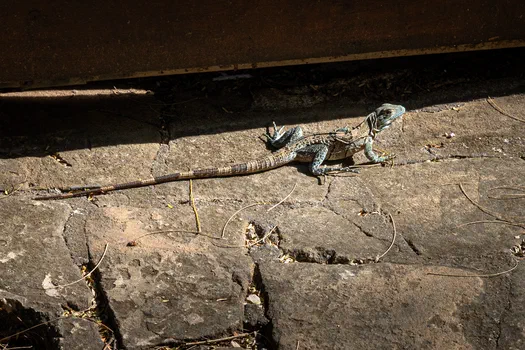 Juvenile black spiny-tailed iguana Juvenile black spiny-tailed iguana
