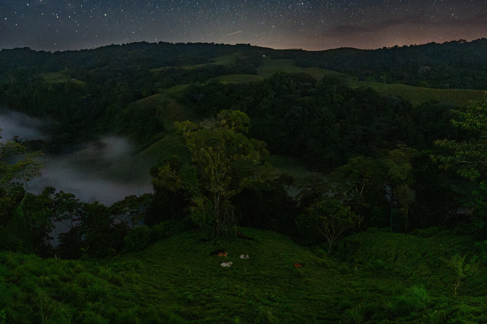 Goodnight Cows, Goodnight Fireflies