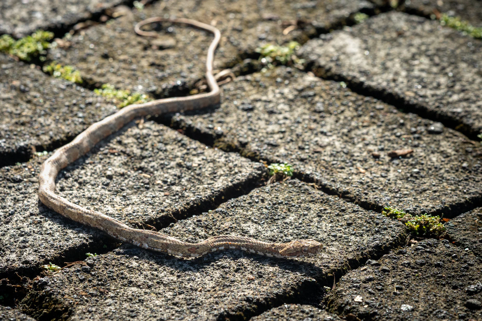 Northern Cat-Eyed Snake