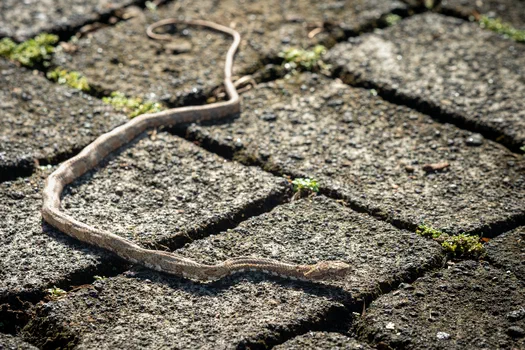 Northern Cat-Eyed Snake Northern Cat-Eyed Snake