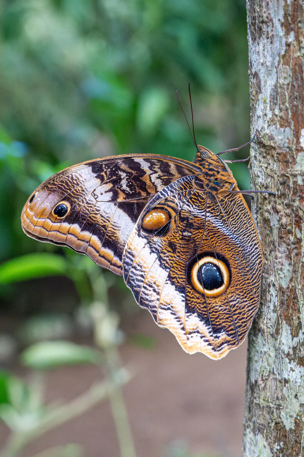 Yellow-edged Giant Owl Butterfly