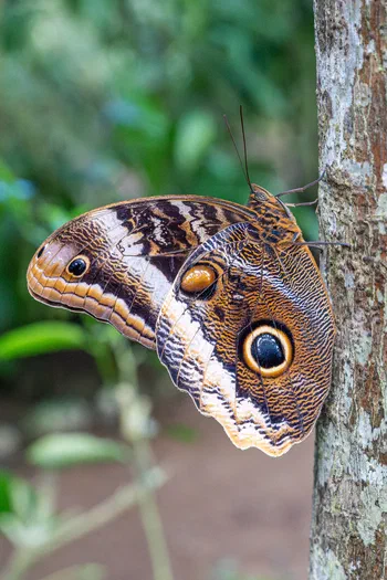 Yellow-edged Giant Owl Butterfly Yellow-edged Giant Owl Butterfly