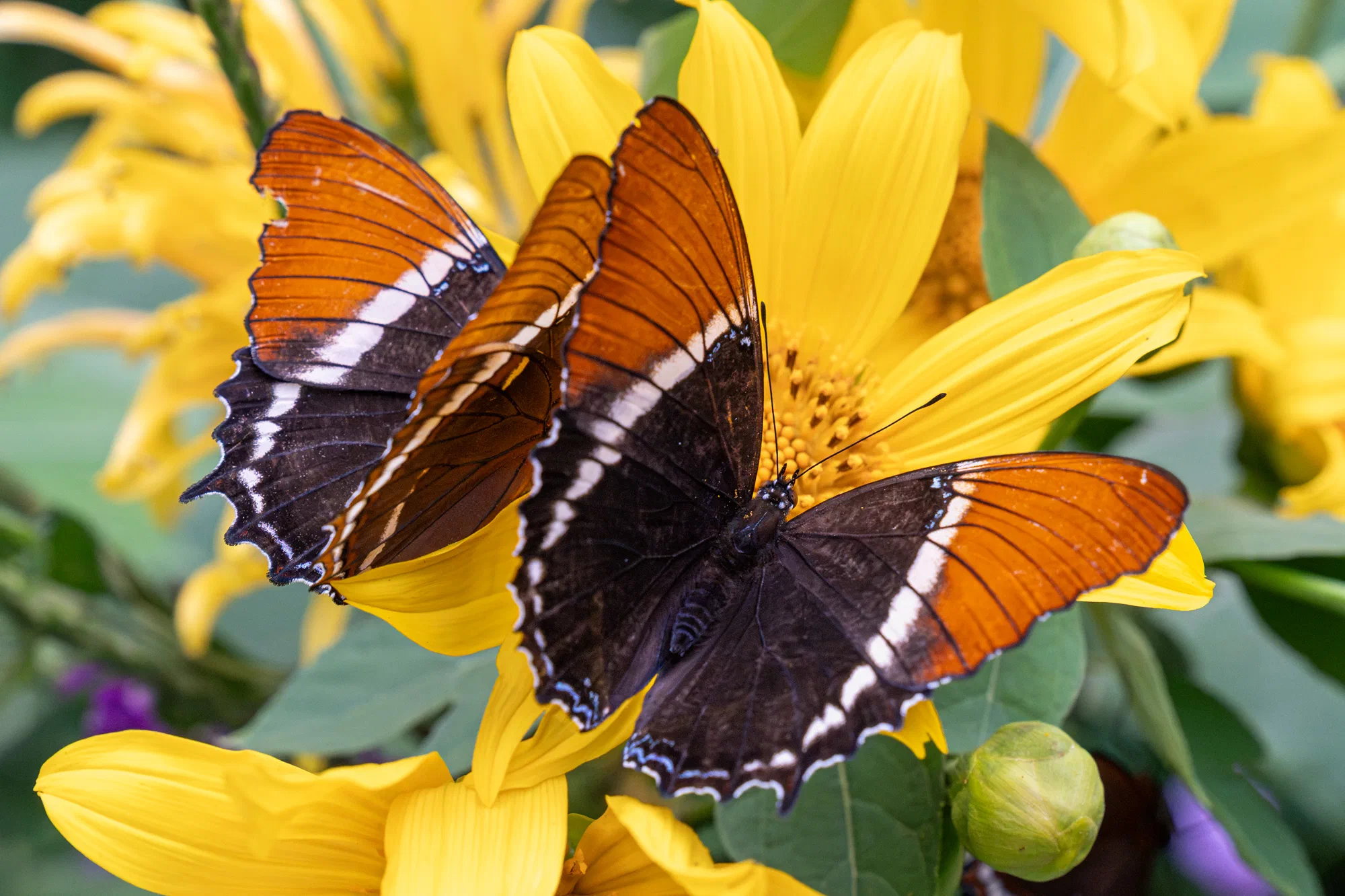 Rusty-tipped Page Butterfly