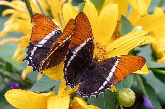 Rusty-tipped Page Butterfly Rusty-tipped Page Butterfly
