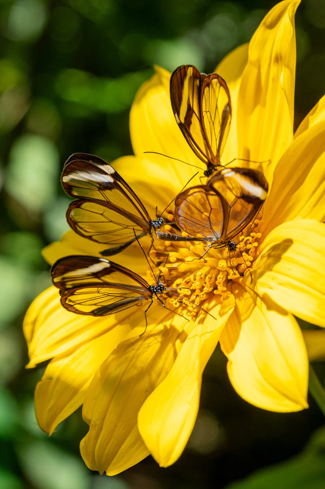 Glass-wing butterflies