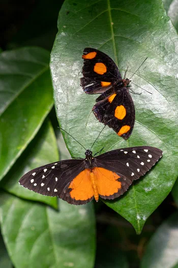 Stoplight and Cream-spotted Tigerwing Stoplight and Cream-spotted Tigerwing