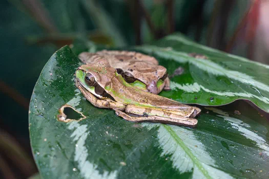 Masked frogs Masked frogs