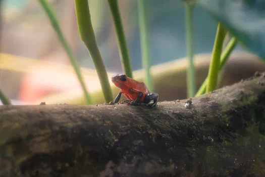 Strawberry poison dart frog Strawberry poison dart frog
