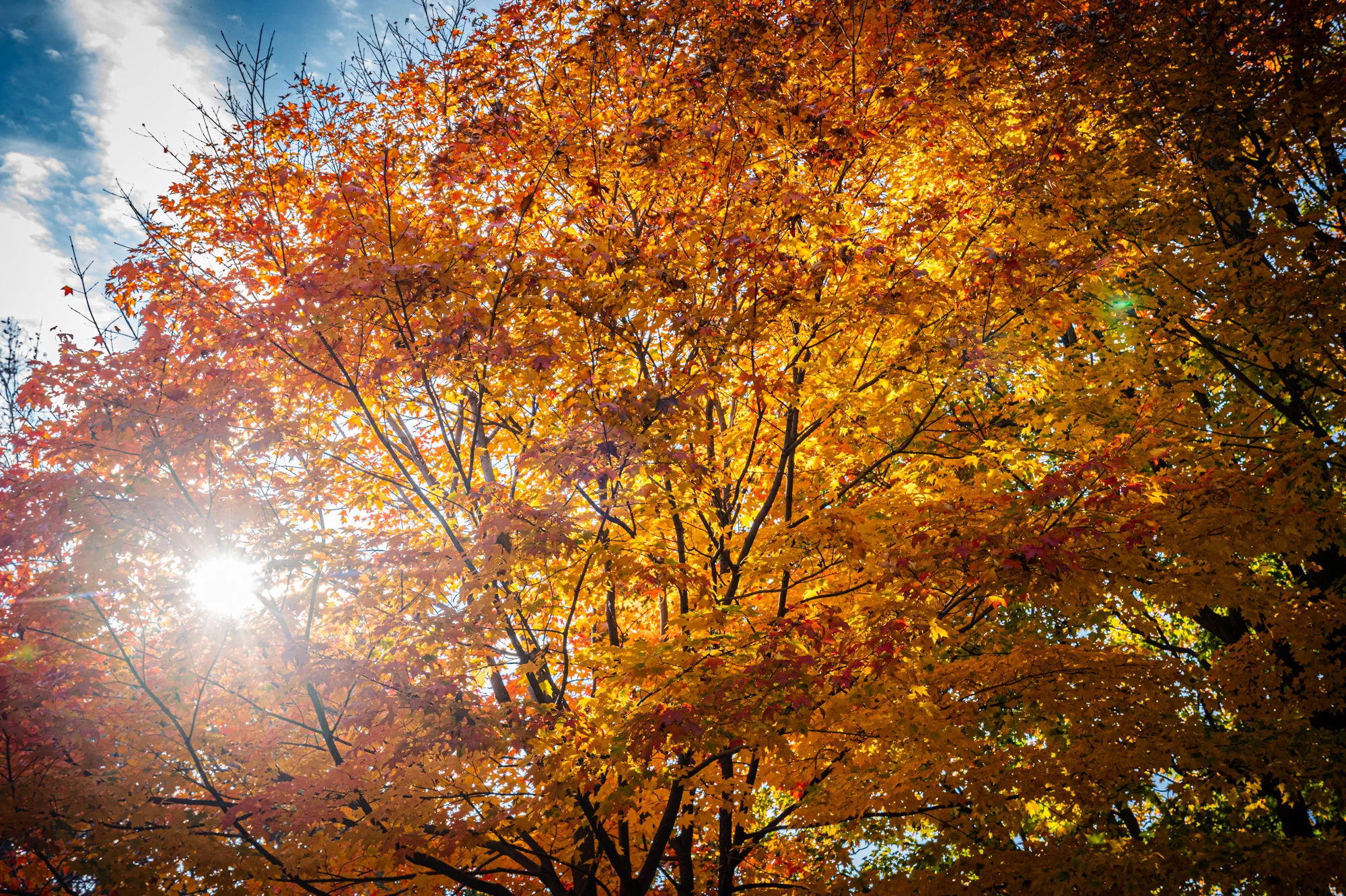 Lakefront Ontario Autumn Colour