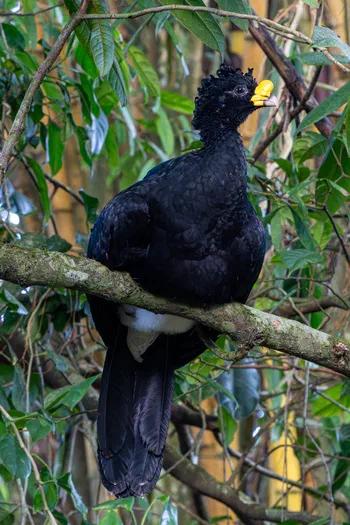 Great Curassow Great Curassow