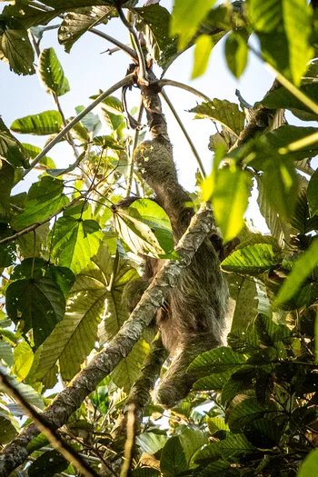 Three-toed sloth and child Three-toed sloth and child
