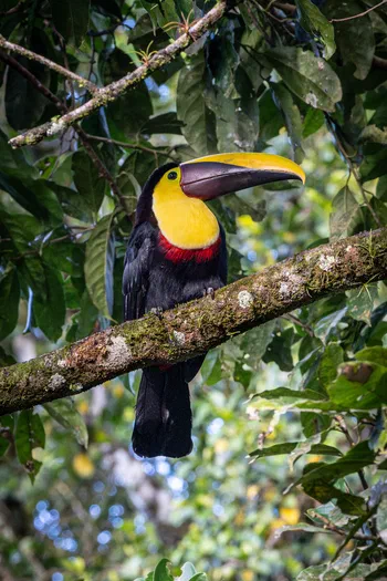 Yellow-throated Toucan Yellow-throated Toucan