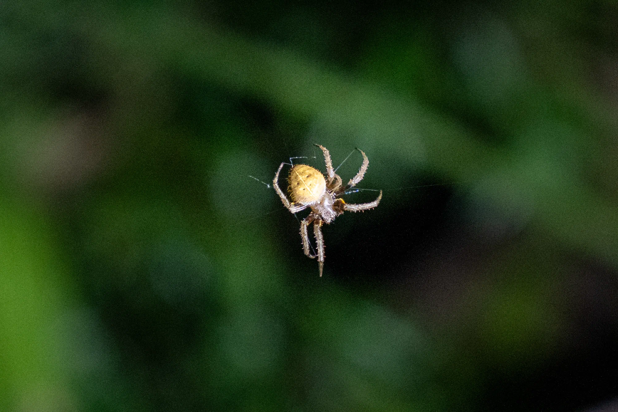 Hentz Orb-weaver spider