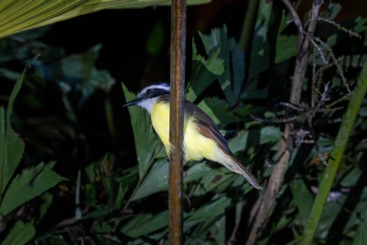 Great Kiskadee sleeping Great Kiskadee sleeping