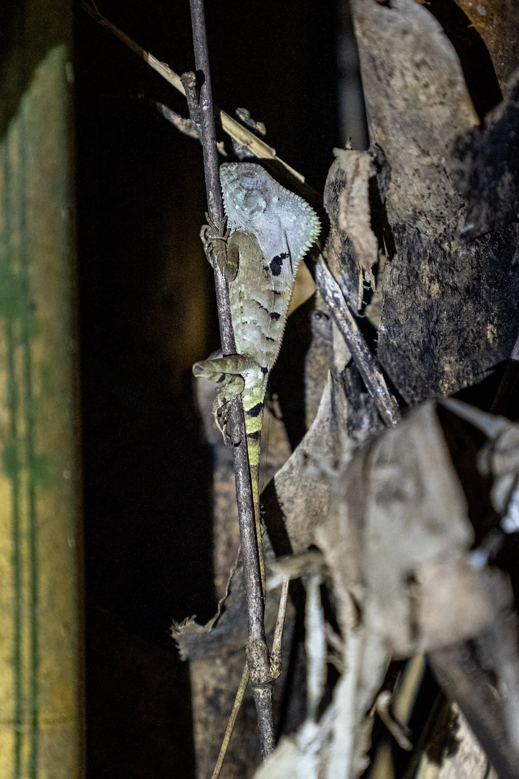 Smooth helmeted iguana