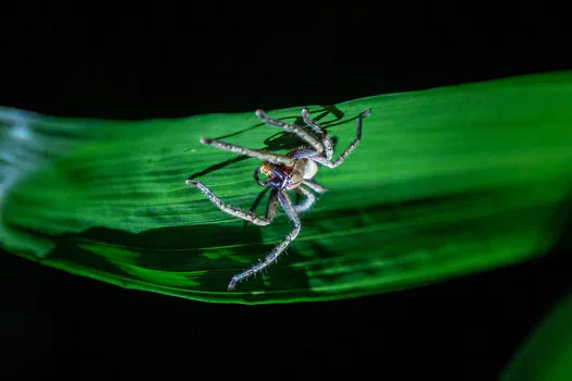 Huntsman spider Huntsman spider
